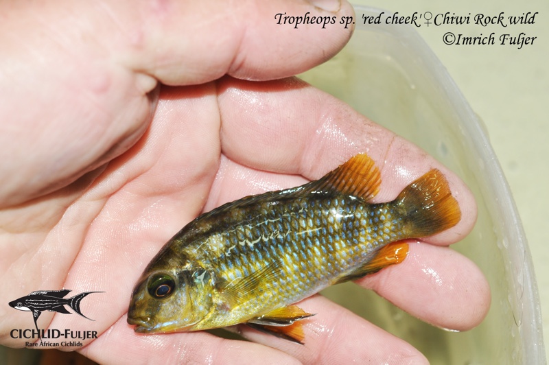 Tropheops sp. 'red cheek' Chiwi Rocks